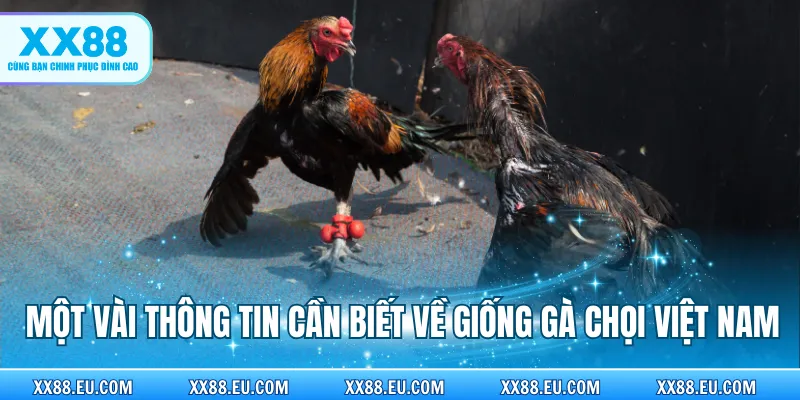 Một vài thông tin cần biết về giống gà chọi Việt Nam